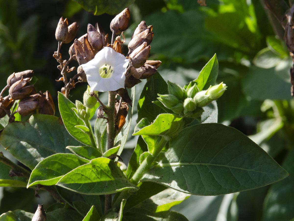 Blüte und Blätter